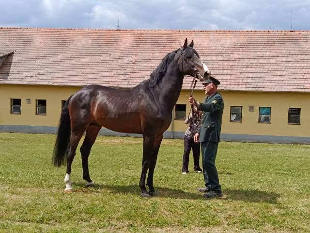 5047 DUBLINER 